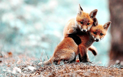 Akhuratha Anime cute-emo-couple--fox Wall Poster Paper Print(12 inch X 18 inch, Rolled)
Akhuratha Anime cute-emo-couple--fox Wall Poster Paper Print(12 inch X 18 inch, Rolled)