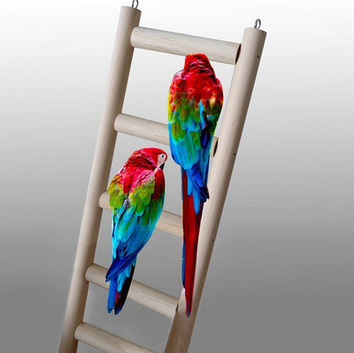 Pets Empire Pet Birds Accessory Wooden Ladder Fun Cage Toy for Parrot Budgie Rodent Hamster Mouse Gerbilr with Six Rugs, 28 cm Wooden Training Aid For Bird
Pets Empire Pet Birds Accessory Wooden Ladder Fun Cage Toy for Parrot Budgie Rodent Hamster Mouse Gerbilr with Six Rugs, 28 cm Wooden Training Aid For Bird