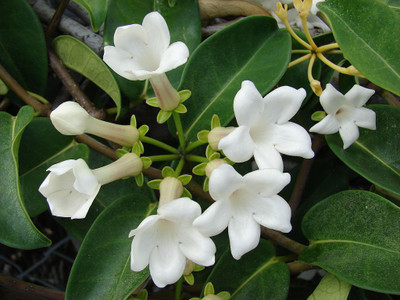 JK ERFINDERS Jasmine Flower Seed Seed(20 per packet)