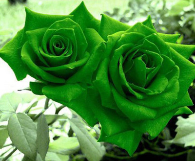 JK ERFINDERS Green Rose Flower Seed Seed(100 per packet)