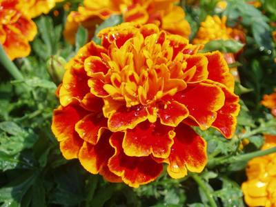 JK ERFINDERS Marigold Flower Seed ( genda phool) Seed(25 per packet)