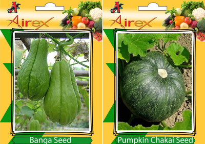 Airex Banga and Pumpkin Vegetables Seed (Pack Of 15 Seed Banga + 15 Pumpkin) Seed(15 per packet)
Airex Banga and Pumpkin Vegetables Seed (Pack Of 15 Seed Banga + 15 Pumpkin) Seed(15 per packet)