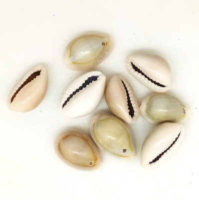 Aadya Crafts Sea Shell Mould 4