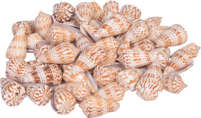 Vardhman Sea Shells Shankh ,50 - 55 pcs ,( 500 gms pack ) ,Used In Aquariums ,Art & Crafts ,Decorations, Table Decoration , size 5 x 3 cms River Rock Unplanted Substrate(Beige)