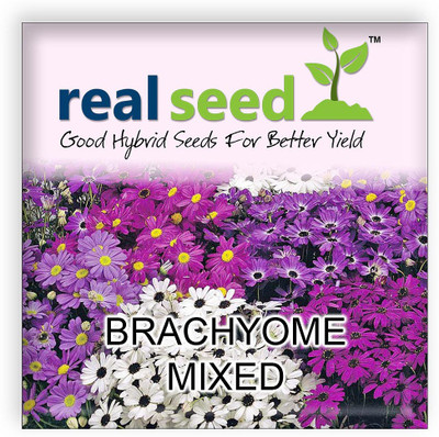Real Seed Real Seed Brachyome Mixed Hybrid Imported Flower Seeds Seed(50 per packet)
Real Seed Real Seed Brachyome Mixed Hybrid Imported Flower Seeds Seed(50 per packet)