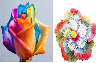 priyathams Imported BEAUTIFUL RAINBOW ROSE PANT SEED + Imported GIANT RAINBOW HIBISCUS PLANT Seed(40 per packet)
priyathams Imported BEAUTIFUL RAINBOW ROSE PANT SEED + Imported GIANT RAINBOW HIBISCUS PLANT Seed(40 per packet)