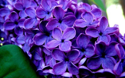 Priyathams Lavender Flower Seed(20 per packet)