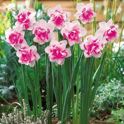 Elif bonsai flower seeds aquatic plants double petals Narcissus garden plant Seed(20 per packet)
Elif bonsai flower seeds aquatic plants double petals Narcissus garden plant Seed(20 per packet)