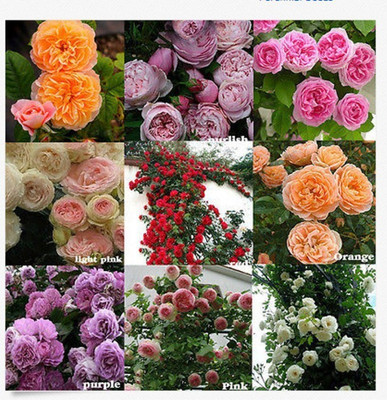 Priyathams 200PCS Climbing Rose seed Multiflora Perennial Fragrant Rose Flower Seeds Home Decor Seed(200 per packet)
Priyathams 200PCS Climbing Rose seed Multiflora Perennial Fragrant Rose Flower Seeds Home Decor Seed(200 per packet)