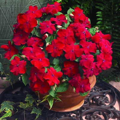 Priyathams Balsam Seeds Seed(20 per packet)