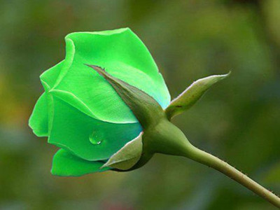 Priyathams Rose Seed(100 per packet)