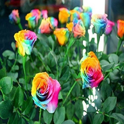 Priyathams Rose Seed(20 per packet)