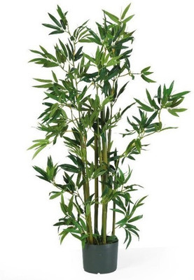 NSKON Bamboo Seed(10 per packet)
