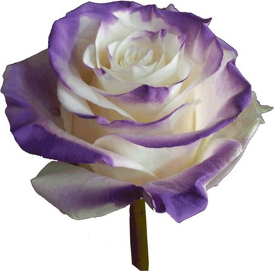 Priyathams Rose Purple White plant Seed(40 per packet)