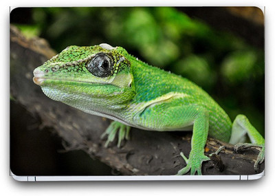 Flipkart SmartBuy Reptile Animal Vinyl Laptop Skin (3M/Avery Vinyl, Matte Laminated, 13 x 8.5 inches) Vinyl Laptop Decal 13.3
Flipkart SmartBuy Reptile Animal Vinyl Laptop Skin (3M/Avery Vinyl, Matte Laminated, 13 x 8.5 inches) Vinyl Laptop Decal 13.3