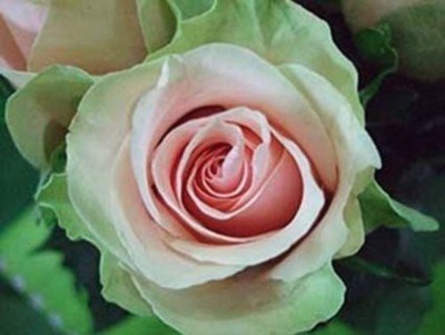 ELIF Rose Seed(40 per packet)