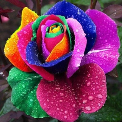 Elif Rainbow color Rose plant Seed(100 per packet)