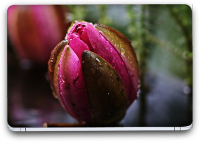 Flipkart SmartBuy Beauty Of Flowers 30 Vinyl Laptop Skin (3M/Avery Vinyl, Matte Laminated, 15 x 10 inches) Vinyl Laptop Decal 15.6
Flipkart SmartBuy Beauty Of Flowers 30 Vinyl Laptop Skin (3M/Avery Vinyl, Matte Laminated, 15 x 10 inches) Vinyl Laptop Decal 15.6