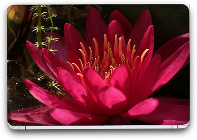 Flipkart SmartBuy Beauty Of Flowers 31 Vinyl Laptop Skin (3M/Avery Vinyl, Matte Laminated, 15 x 10 inches) Vinyl Laptop Decal 15.6
Flipkart SmartBuy Beauty Of Flowers 31 Vinyl Laptop Skin (3M/Avery Vinyl, Matte Laminated, 15 x 10 inches) Vinyl Laptop Decal 15.6