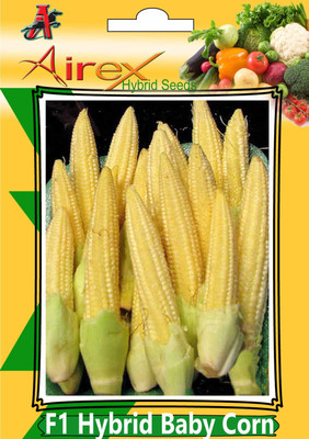 Airex F1 Hybrid Baby Corn Seed (1 Packet Of F1 Hybrid Baby Corn Seed (Pack of 30 Seed * 1 Per Packet) Seed(30 per packet)
Airex F1 Hybrid Baby Corn Seed (1 Packet Of F1 Hybrid Baby Corn Seed (Pack of 30 Seed * 1 Per Packet) Seed(30 per packet)