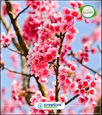 Creative Farmer Ornamental Tree Seeds Prunus Puddum - Flowering Tree Flower Tree Seeds Kitchen Garden Plant Seeds 10Indoor, Outdoor Kitchen Garden Plant Seeds Seed(10 per packet)
Creative Farmer Ornamental Tree Seeds Prunus Puddum - Flowering Tree Flower Tree Seeds Kitchen Garden Plant Seeds 10Indoor, Outdoor Kitchen Garden Plant Seeds Seed(10 per packet)