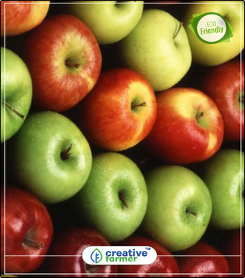 Creative Farmer Fruit Seeds Apple Seeds Plant For Gardening Fruit Seeds Kitchen Garden Plant Seeds 5Indoor, Outdoor Kitchen Garden Plant Seeds Seed(5 per packet)
Creative Farmer Fruit Seeds Apple Seeds Plant For Gardening Fruit Seeds Kitchen Garden Plant Seeds 5Indoor, Outdoor Kitchen Garden Plant Seeds Seed(5 per packet)