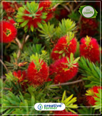 Creative Farmer Melaleuca Citrina Dwarf Flower Tree Seeds Kitchen Garden Plant Seeds 10Indoor, Outdoor Kitchen Garden Plant Seeds Seed(10 per packet)
Creative Farmer Melaleuca Citrina Dwarf Flower Tree Seeds Kitchen Garden Plant Seeds 10Indoor, Outdoor Kitchen Garden Plant Seeds Seed(10 per packet)