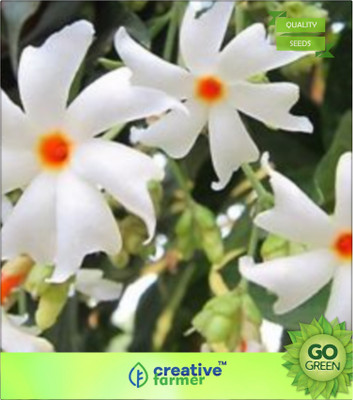Creative Farmer Parijaat Or Harsingar - Small Ornamental Tree With Fragrant White Flowers Seed(20 per packet)
Creative Farmer Parijaat Or Harsingar - Small Ornamental Tree With Fragrant White Flowers Seed(20 per packet)