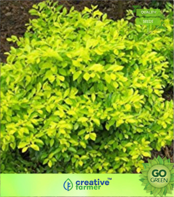 Creative Farmer Pigeon Berry Seed(20 per packet)