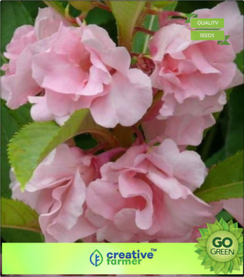 Creative Farmer Rose Balsam Seed(20 per packet)