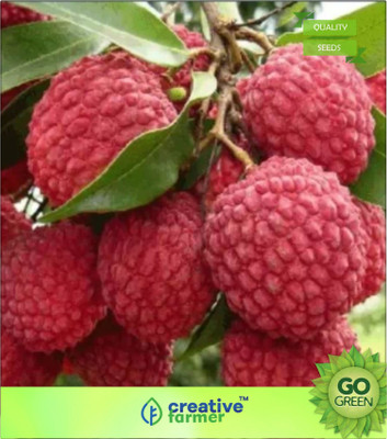 Creative Farmer Heirloom Sweet Lychee Litchi Fruit Juicy Delicious Seed(20 per packet)
Creative Farmer Heirloom Sweet Lychee Litchi Fruit Juicy Delicious Seed(20 per packet)
