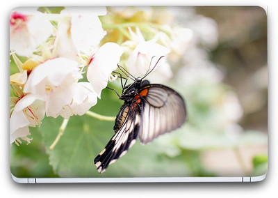 Flipkart SmartBuy Butterfly Vinyl Laptop Skin (Avery Vinyl, Matte Laminated, 13 x 8.5 inches) Vinyl Laptop Decal 13.3
Flipkart SmartBuy Butterfly Vinyl Laptop Skin (Avery Vinyl, Matte Laminated, 13 x 8.5 inches) Vinyl Laptop Decal 13.3
