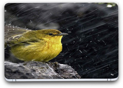 Flipkart SmartBuy Yellow Bird Vinyl Laptop Skin (3M/Avery Vinyl, Matte Laminated, 13 x 8.5 inches) Vinyl Laptop Decal 13.3
Flipkart SmartBuy Yellow Bird Vinyl Laptop Skin (3M/Avery Vinyl, Matte Laminated, 13 x 8.5 inches) Vinyl Laptop Decal 13.3