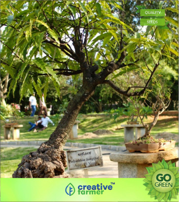 Creative Farmer Polyalthia Longifolia Seed(20 per packet)