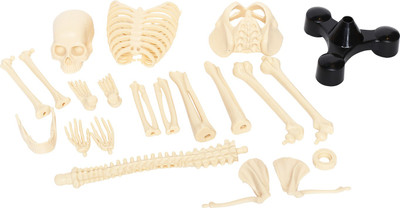EduScience Skeleteon model(Multicolor)