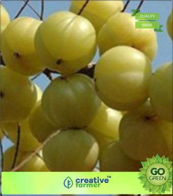 Creative Farmer Amla Tree Seeds Seed(20 per packet)