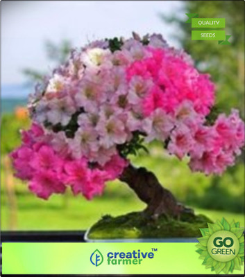 Creative Farmer Pride Of India Seed(20 per packet)