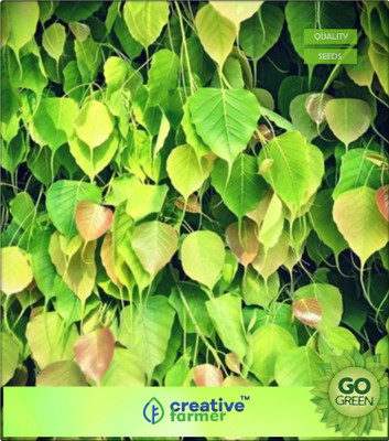 Creative Farmer Tree Seeds Peepal Holy Fig Tree Chief Oxygen Provider Seeds Seed(20 per packet)
Creative Farmer Tree Seeds Peepal Holy Fig Tree Chief Oxygen Provider Seeds Seed(20 per packet)