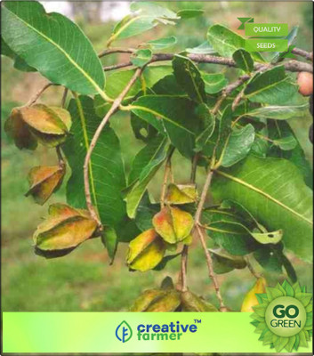 Creative Farmer Chothi Nakshathra Tree Seeds Terminalia Arjuna Seeds Shade Tree Seeds Seed(20 per packet)
Creative Farmer Chothi Nakshathra Tree Seeds Terminalia Arjuna Seeds Shade Tree Seeds Seed(20 per packet)