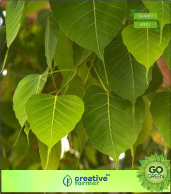 Creative Farmer Evergreen Tree Seeds Ficus Religiosa - Pipal 50 Seeds Plant Seeds Seed(20 per packet)
Creative Farmer Evergreen Tree Seeds Ficus Religiosa - Pipal 50 Seeds Plant Seeds Seed(20 per packet)