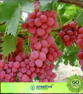 Creative Farmer Fruit Seeds Grape Berry Fruit Seeds For Garden Kitchen Garden Pack Seed(20 per packet)
Creative Farmer Fruit Seeds Grape Berry Fruit Seeds For Garden Kitchen Garden Pack Seed(20 per packet)