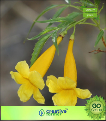 Creative Farmer Nagashenbagam Flower Plant Seeds For Edging Bonsai Plant Garden Flower Seeds Seed(20 per packet)
Creative Farmer Nagashenbagam Flower Plant Seeds For Edging Bonsai Plant Garden Flower Seeds Seed(20 per packet)