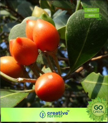 Creative Farmer Fruit Seeds Spanish Cherry Lovely Green Small Tree Tree Seeds For Home Seed(20 per packet)
Creative Farmer Fruit Seeds Spanish Cherry Lovely Green Small Tree Tree Seeds For Home Seed(20 per packet)