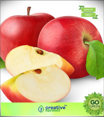Creative Farmer Fruit Seeds Fruit Seeds Garden Outdoor Fruit Plant Fruit Seeds For Terrace Garden Seed(20 per packet)
Creative Farmer Fruit Seeds Fruit Seeds Garden Outdoor Fruit Plant Fruit Seeds For Terrace Garden Seed(20 per packet)