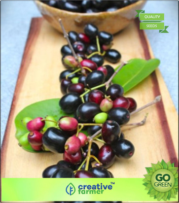 Creative Farmer Fruit Seeds Plum Blossom Seeds Fruit Seeds Garden Seed(20 per packet)
Creative Farmer Fruit Seeds Plum Blossom Seeds Fruit Seeds Garden Seed(20 per packet)