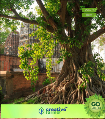 Creative Farmer Bodhi Tree Seeds Ficus Religiosa Seeds 500 Seeds Forest Tree Seeds Seed(20 per packet)
Creative Farmer Bodhi Tree Seeds Ficus Religiosa Seeds 500 Seeds Forest Tree Seeds Seed(20 per packet)