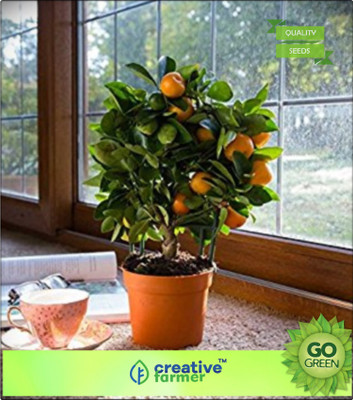 Creative Farmer Fruit Seeds Fruit Mandarin Citrus Orange Tree Seeds Plants Fruit Seeds For Roof Garden Fruit Seeds Garden Pack Seed(20 per packet)
Creative Farmer Fruit Seeds Fruit Mandarin Citrus Orange Tree Seeds Plants Fruit Seeds For Roof Garden Fruit Seeds Garden Pack Seed(20 per packet)