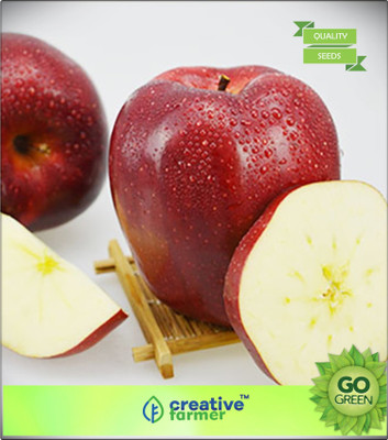 Creative Farmer Apple Tree - Malus Pumila Seeds Seed(20 per packet)