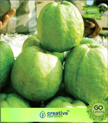 Creative Farmer Fruit Seeds Worlds Biggest Gauva -Thailand Fruit Seeds Seed(20 per packet)
Creative Farmer Fruit Seeds Worlds Biggest Gauva -Thailand Fruit Seeds Seed(20 per packet)