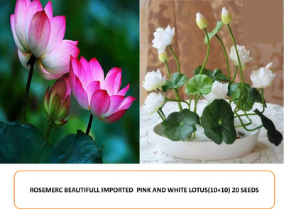 ROSEMERC BEAUTIFULL IMPORTED PINK,WHITE LOTUS (10+10)20 Seed(20 per packet)